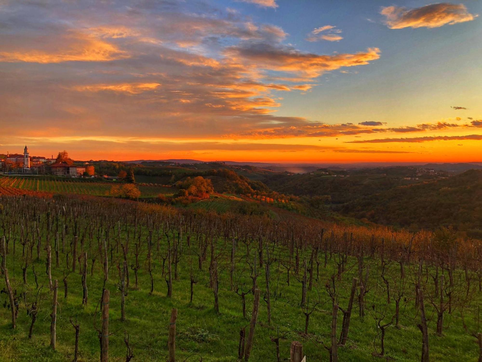 Bed and Breakfast Peterc Vineyard Estate Kojsko Экстерьер фото