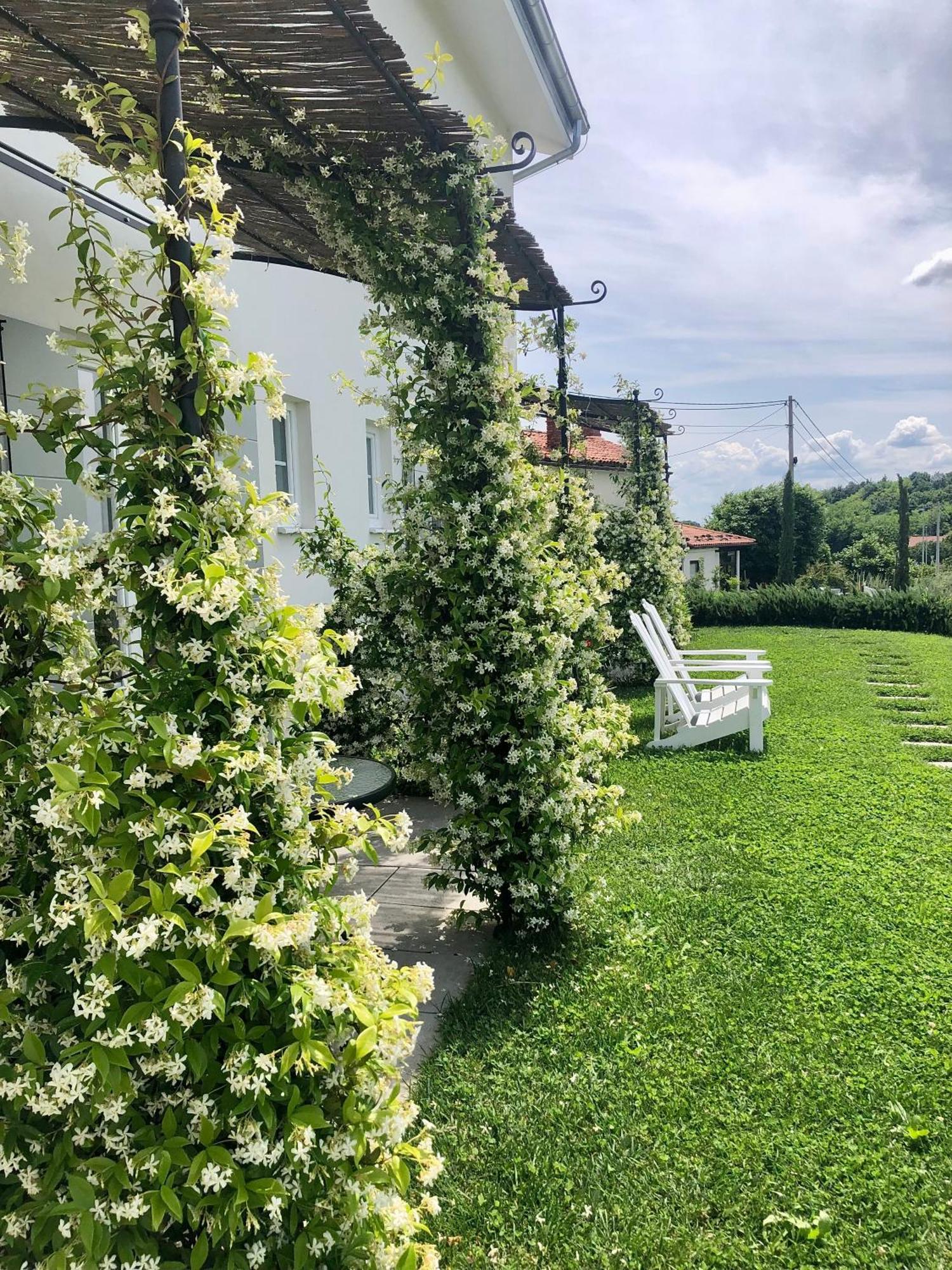 Bed and Breakfast Peterc Vineyard Estate Kojsko Экстерьер фото
